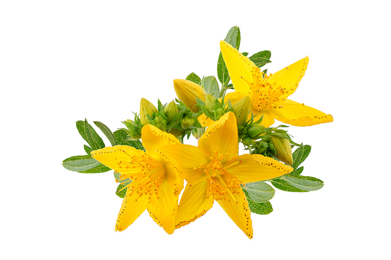 St-Johns-Wort-Extract-2.