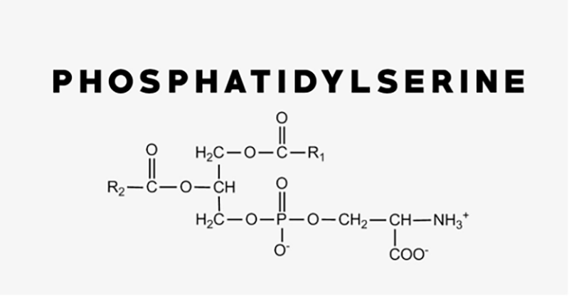 Phosphatidylserine (4)