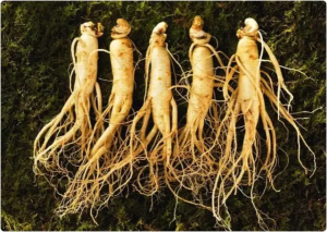 Ginseng 1