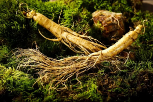 Ginseng extract