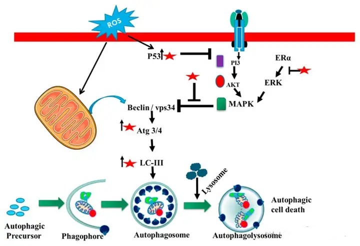 Luteolin