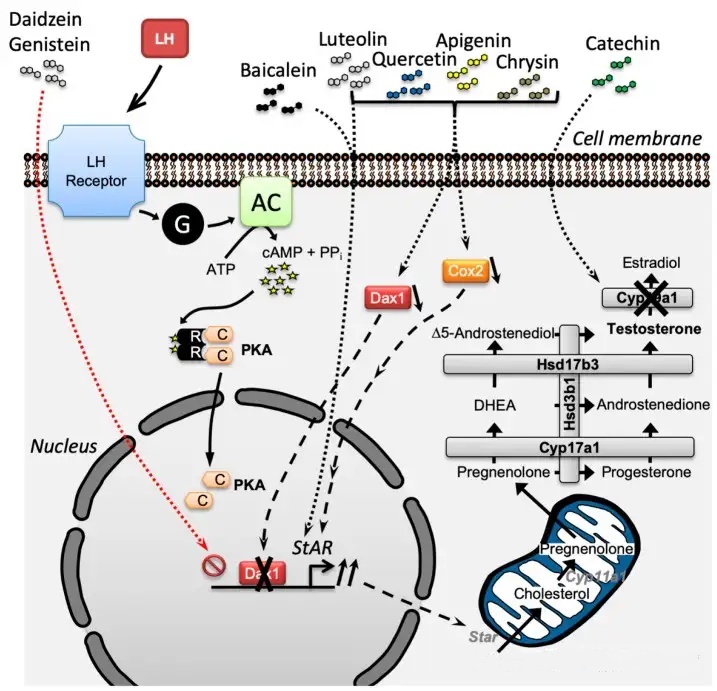 Luteolin